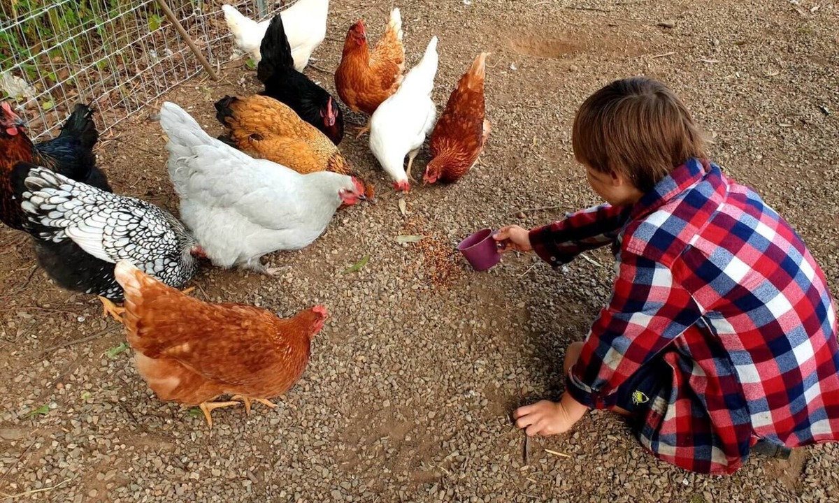 Highvale House | Fig Tree Farm Stay - Interactive Farm Stay Near Brisbane