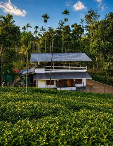 Vayittiri House | Grass root by shelters