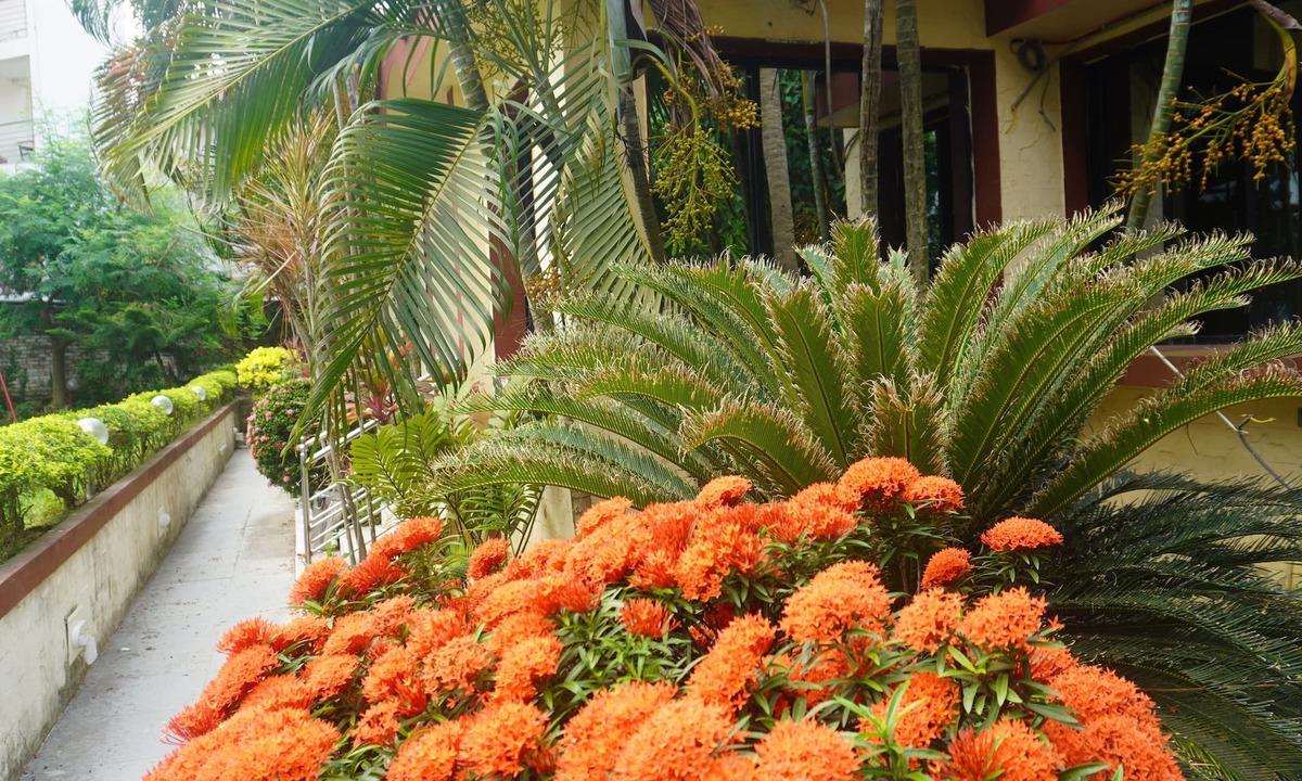 Digha Hotel | Hotel Dolphin