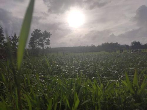 Siddapur House | Kamanabillu Homestay, For jog falls travellers