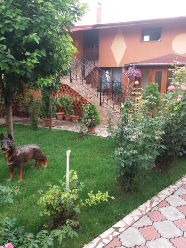 Alba Iulia Apartment | Olimpia Apartments