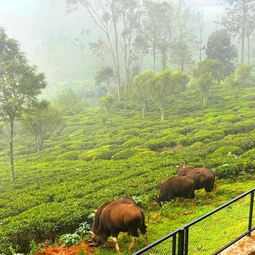 Kotagiri House | Prysm Homestay - Kotagiri
