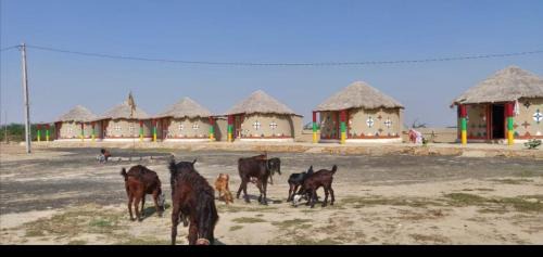 Bhuj House | Rann Roshni homestay