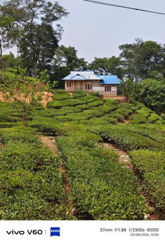 Elappara Villa | Tea Garden Cottage