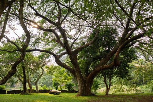 Devikolam Resort | The Nest Thattekad, A Junge Retreat with Pool