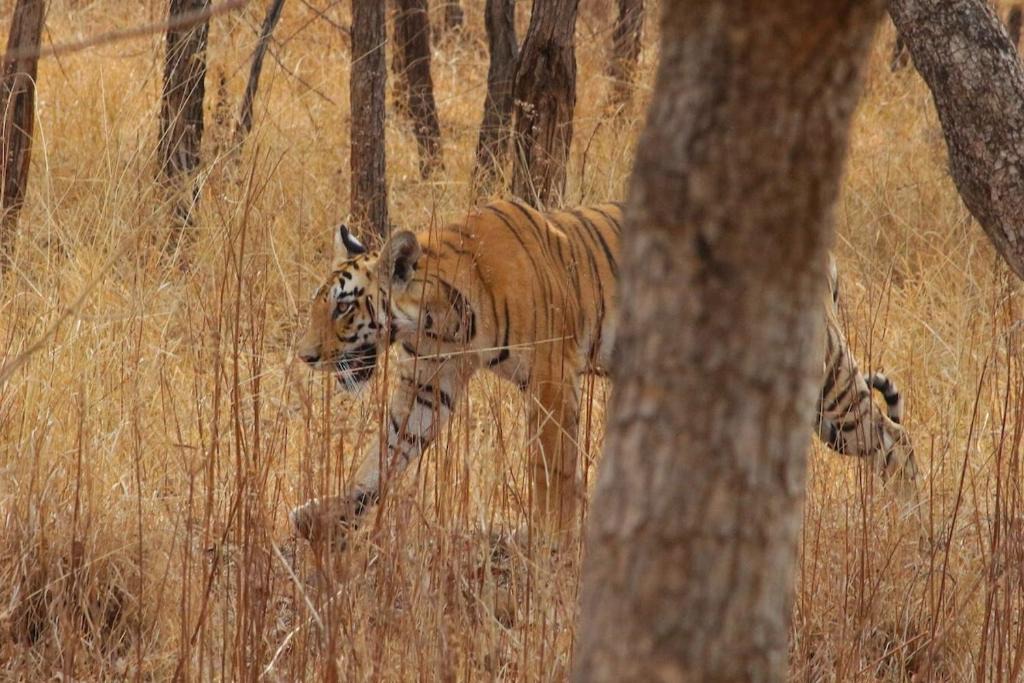 Katol Villa | Tiger Safari Tour Package - Bor Tiger Reserve, Veg with Stay All Inclusive