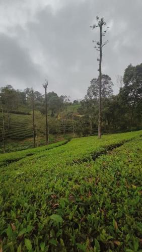 Valparai House | Valparai home stay tea view