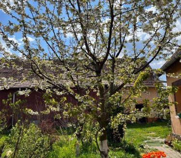 Dragus House | Ana-Dragusana