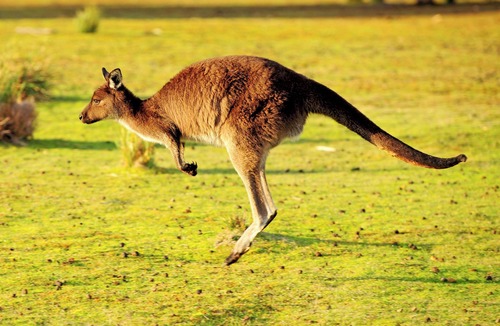 Duncan Apartment | Apartment amongst the Kangaroos and only a 3 minute walk to Snelling Beach