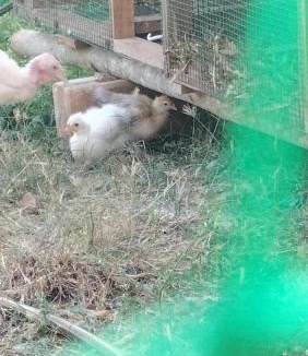 Belakavadi House | AVANI FARMS A family-owned natural organic farm