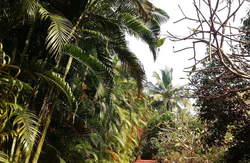 Chapora Villa | Beautiful 3 BHK Villa with pool in Tranquility ofNature