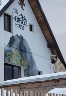 Petrosani House | Birdshouse Parang