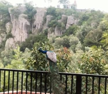 Yercaud House | Bluevalley Estate-Three Bedroom Villa