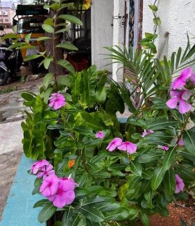 Hyderabad House | Boutique Bungalow 458