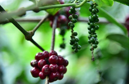 Madikeri House | Bymana Serenity Estate Stay