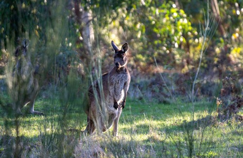 Verdun Cabin | CABN Hahndorf