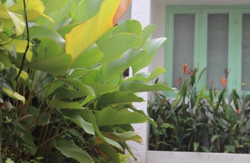 Varkala Villa | Calathea home varkala beach