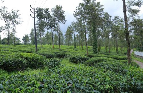 Kalpetta House | CITADEL HOLIDAY HOME
