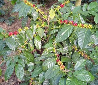 Sangameswarpet House | Coffee Blossom Homestay