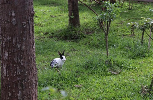 Kushalnagar Resort | Coorg Nest Cottages