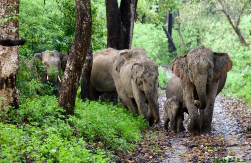 Sona Nadi Range House | Corbett Rivervalley Homestay