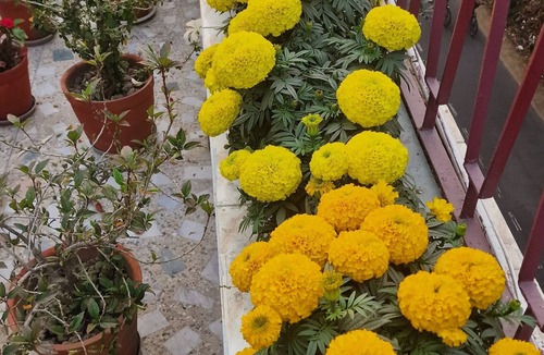 Raja Bazar Apartment | Cosy Comfortable safe stay at affordable price in Kolkata #3