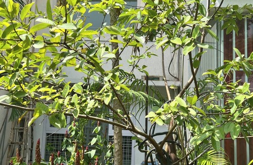 Hyderabad House | COZY home stay villa near RGIA Airport