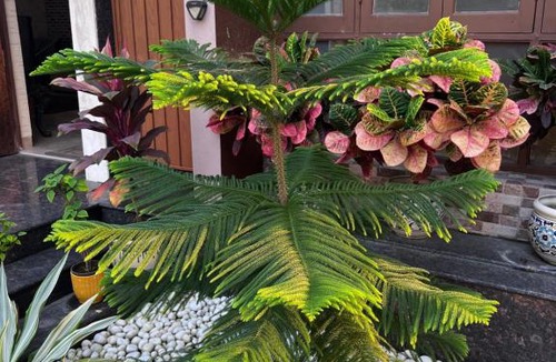 Noorpur Villa | D Villa