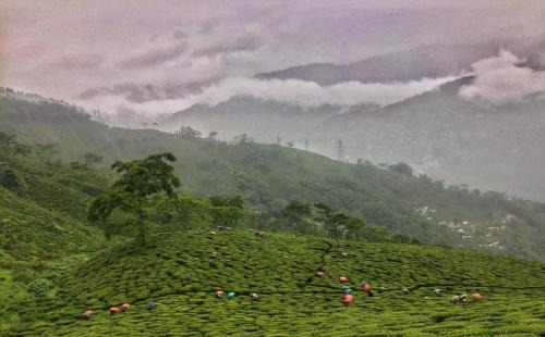 Darjeeling House | Dafey Homestay