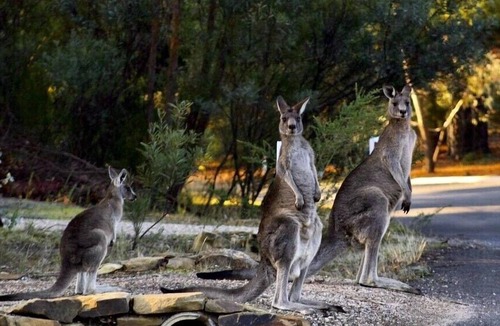 Hepburn House | Deckhaus Hepburn - Spacious Bush Retreat Just Minutes from Daylesford