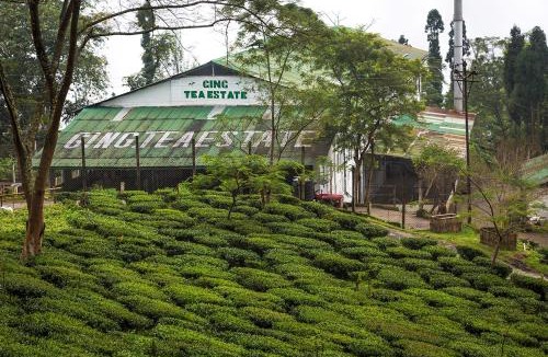 Ging Tea Garden House | Ging Tea House
