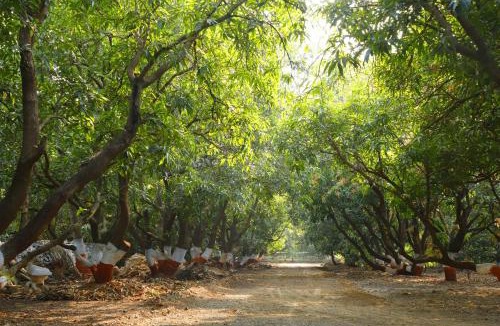 Gir National Park Resort | Gir Gandi - A Riverside Resort