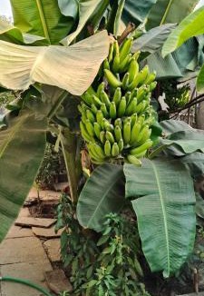 Pandharpur House | Gurukrupa Homestay, Pandharpur