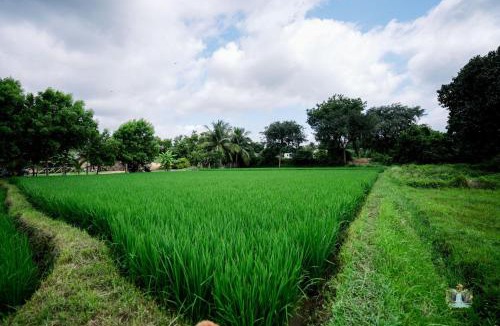 Sanapur Hotel | Hampi Waterfall Cottages