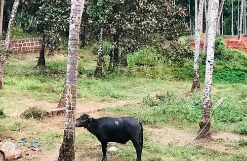 Thalassery House | Hannahomestay