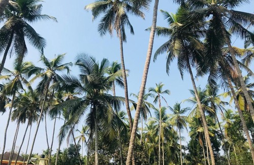 Thalassery House | Hannahomestay