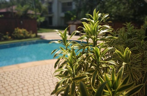 Kudal Apartment | Heart & Soul Beautiful 1 BHK Apartment With Pool View Balcony