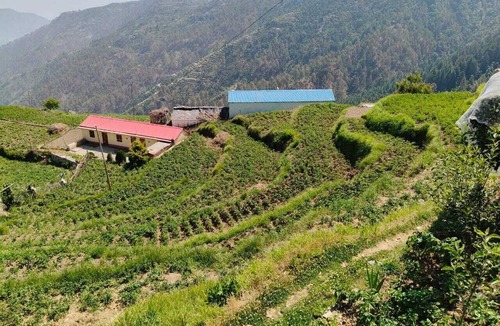 Kanatal House | Hilans Basera 2Km forest walk from road