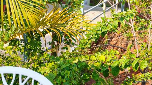 Tathawade Other | Hirkani Farm - Farm stay, Garden & Sunset Views