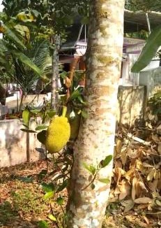 Onamthuruth House | Holiday homes in kidangoor kottayam kerala