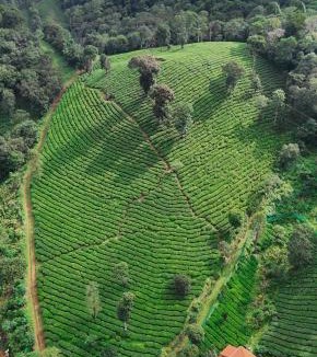 Vythiri House | Janiro Tea Trees Villas