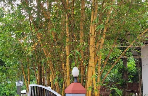 Parassinikadavu Apartment | K K Residency