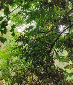 Khattalwada Villa | Kunnubanglow Farmstay