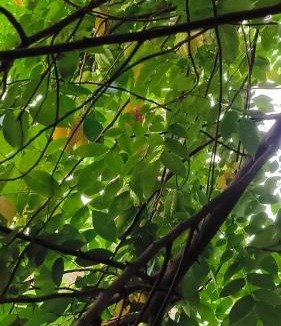 Khattalwada Villa | Kunnubanglow Farmstay