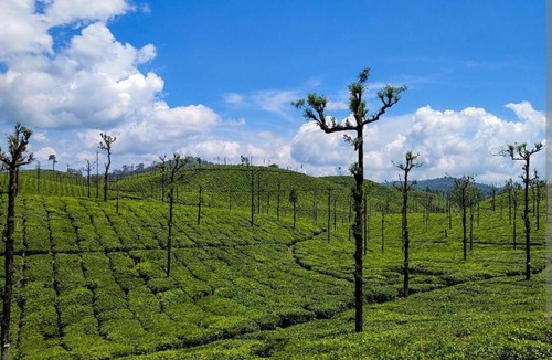 Valparai House | Leo Homestay