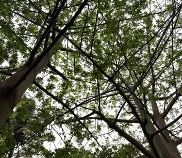 Mekkarai House | Little Forest Cottage