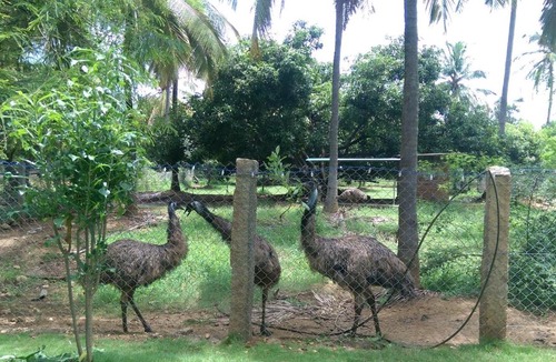 Chittur House | Mango Village Farm House