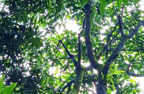 Hireguthi House | Mangrove Ecostay