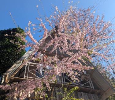 Geyzing House | Mochileros Cherry Tree House