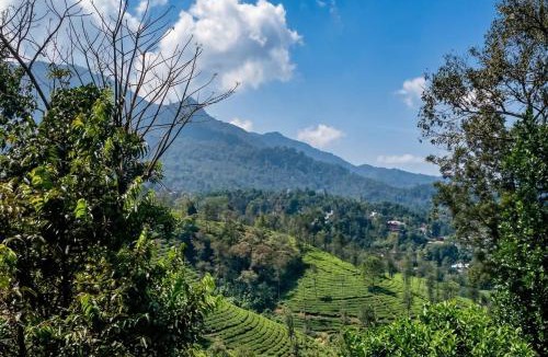 Kunnathidavaka Resort | Mountain Valley Suites
